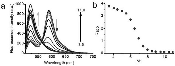A kind of ratiometric pH probe with organelle or protein targeting function and its application