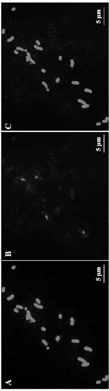 Fluorescence in-situ hybridization method for asparagus fern medium-term chromosomes