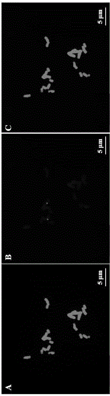 Fluorescence in-situ hybridization method for asparagus fern medium-term chromosomes