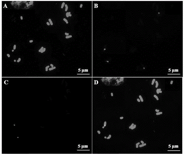 Fluorescence in-situ hybridization method for asparagus fern medium-term chromosomes