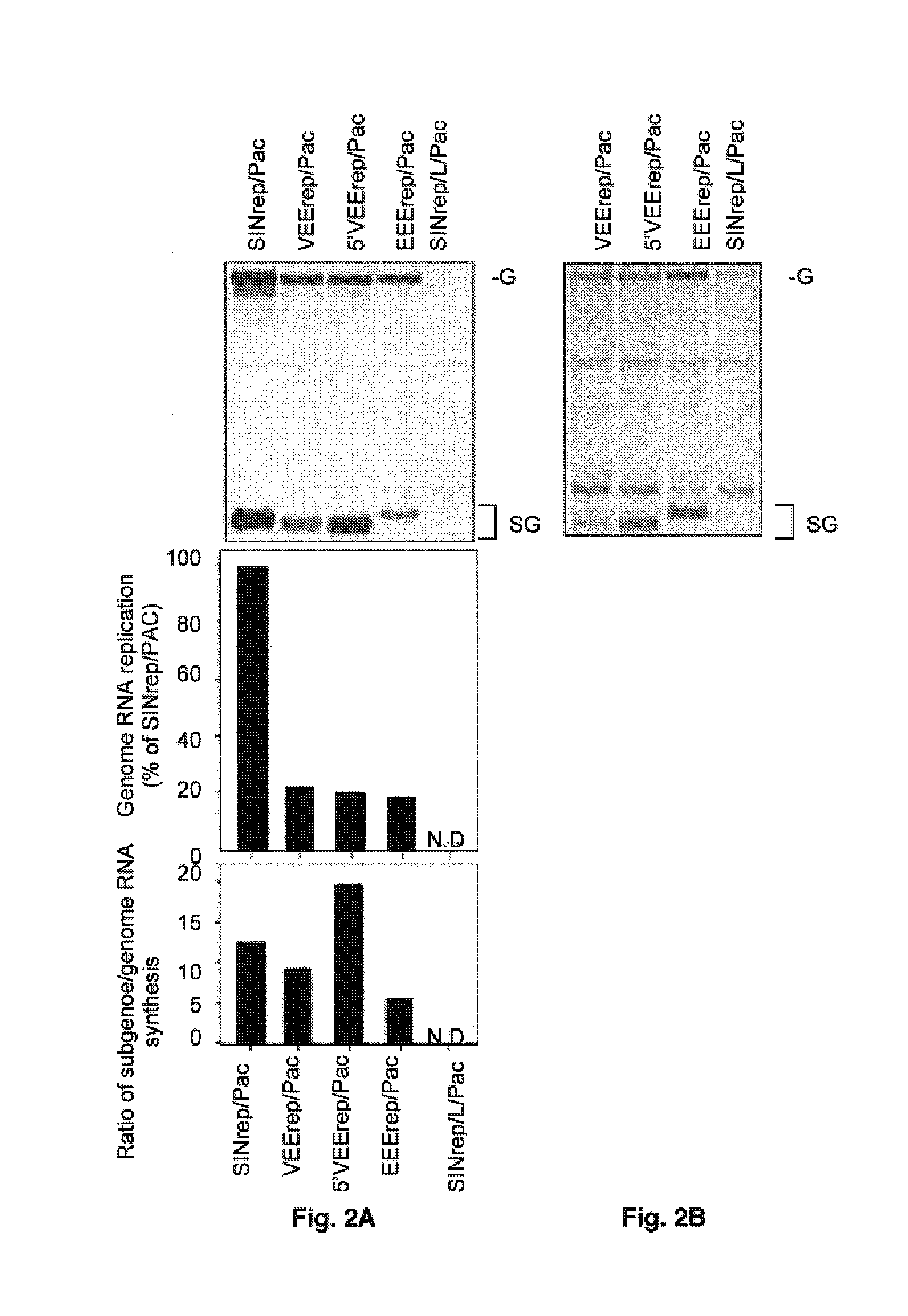 Venezuelan equine encephalitis virus replicons with adaptive mutations in the genome and uses thereof