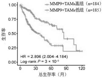 Application of PPAR[gamma] to influence liver cancer by promoting terminal differentiation of MMP9&lt;+&gt; tumor-associated macrophages