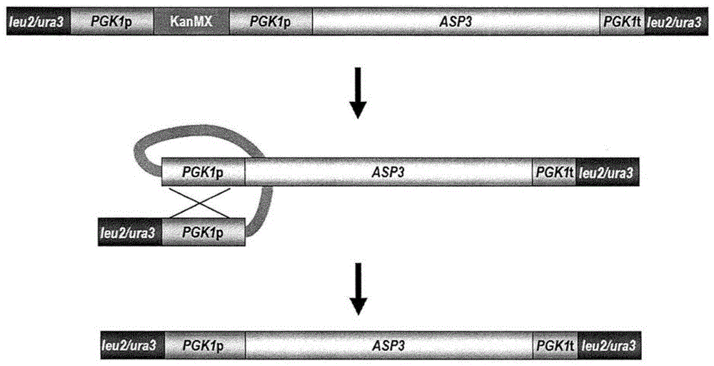 Functional enhancement of microorganisms to minimize acrylamide production