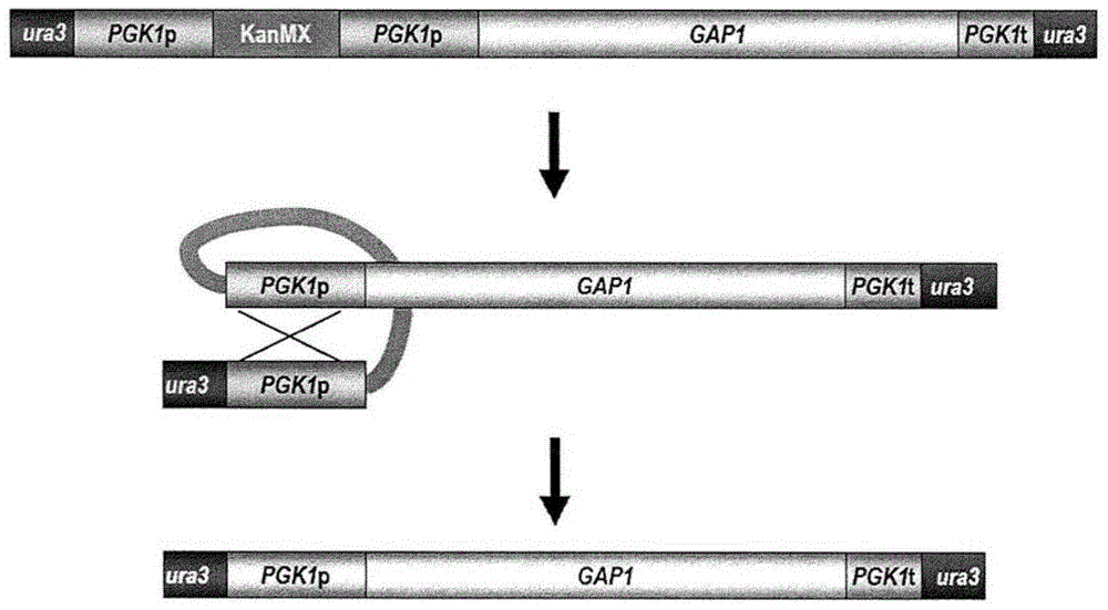 Functional enhancement of microorganisms to minimize acrylamide production