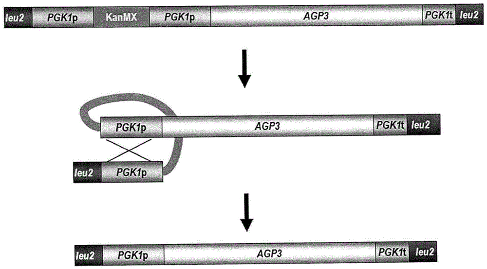 Functional enhancement of microorganisms to minimize acrylamide production