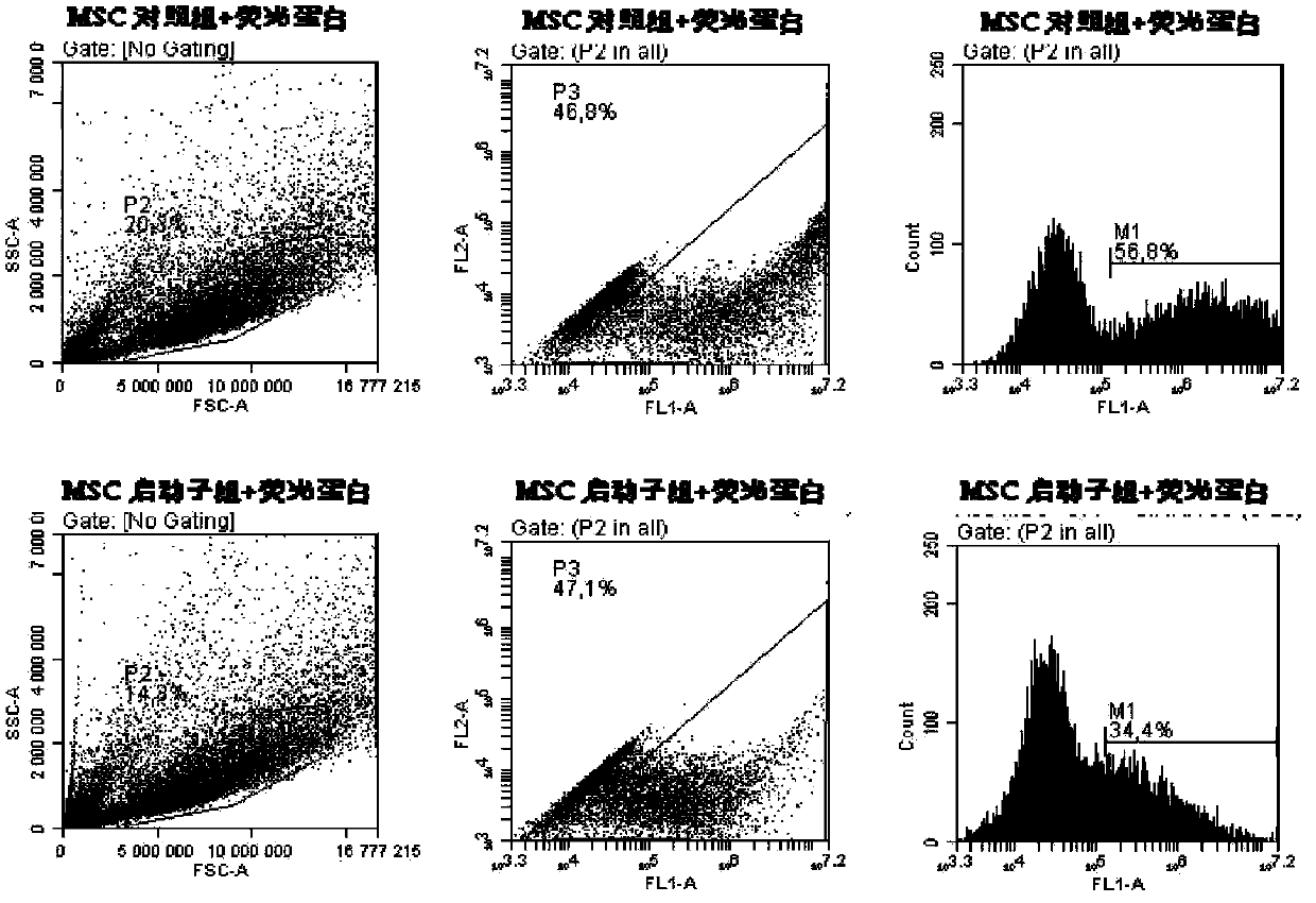 Method for building monoclonal mesenchymal stem cells and application of method