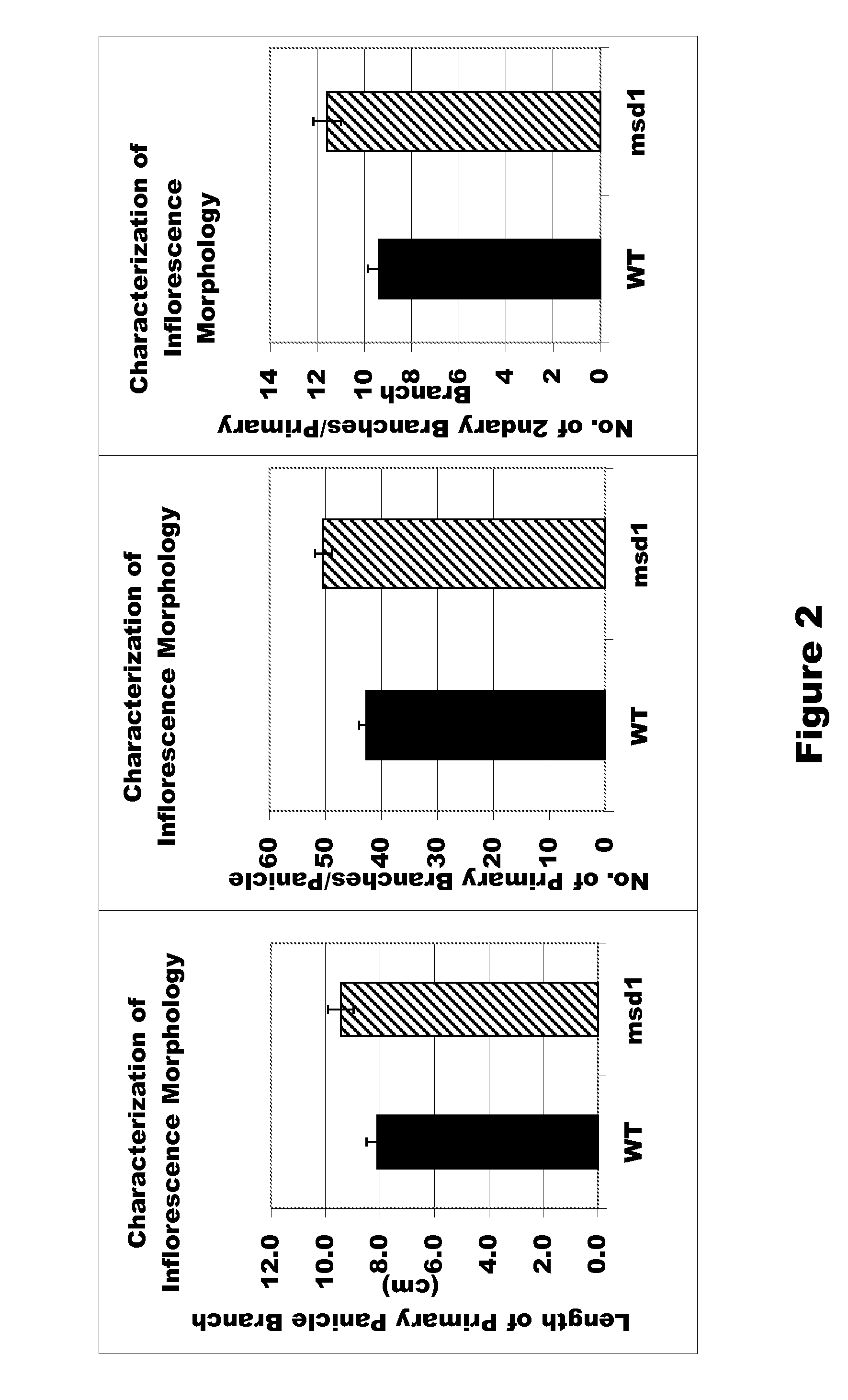 Multi-Seed Mutant of Sorghum for Increasing Grain Yield