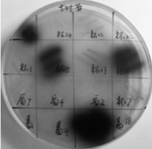 Cellulase gene gk2691 for encoding cellulase family GH30, and application thereof