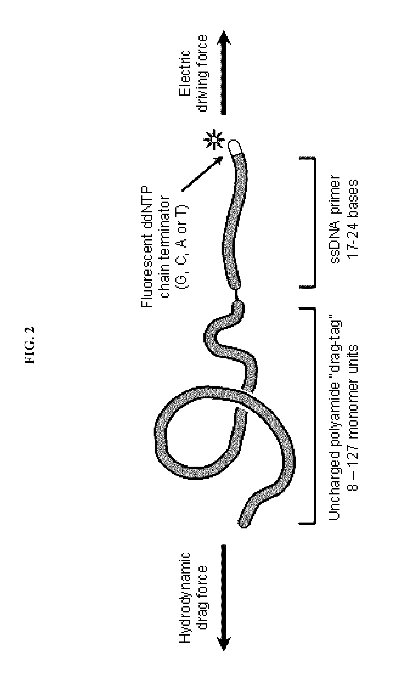 Nucleic acid sequencing in free solution using protein polymer drag-tags