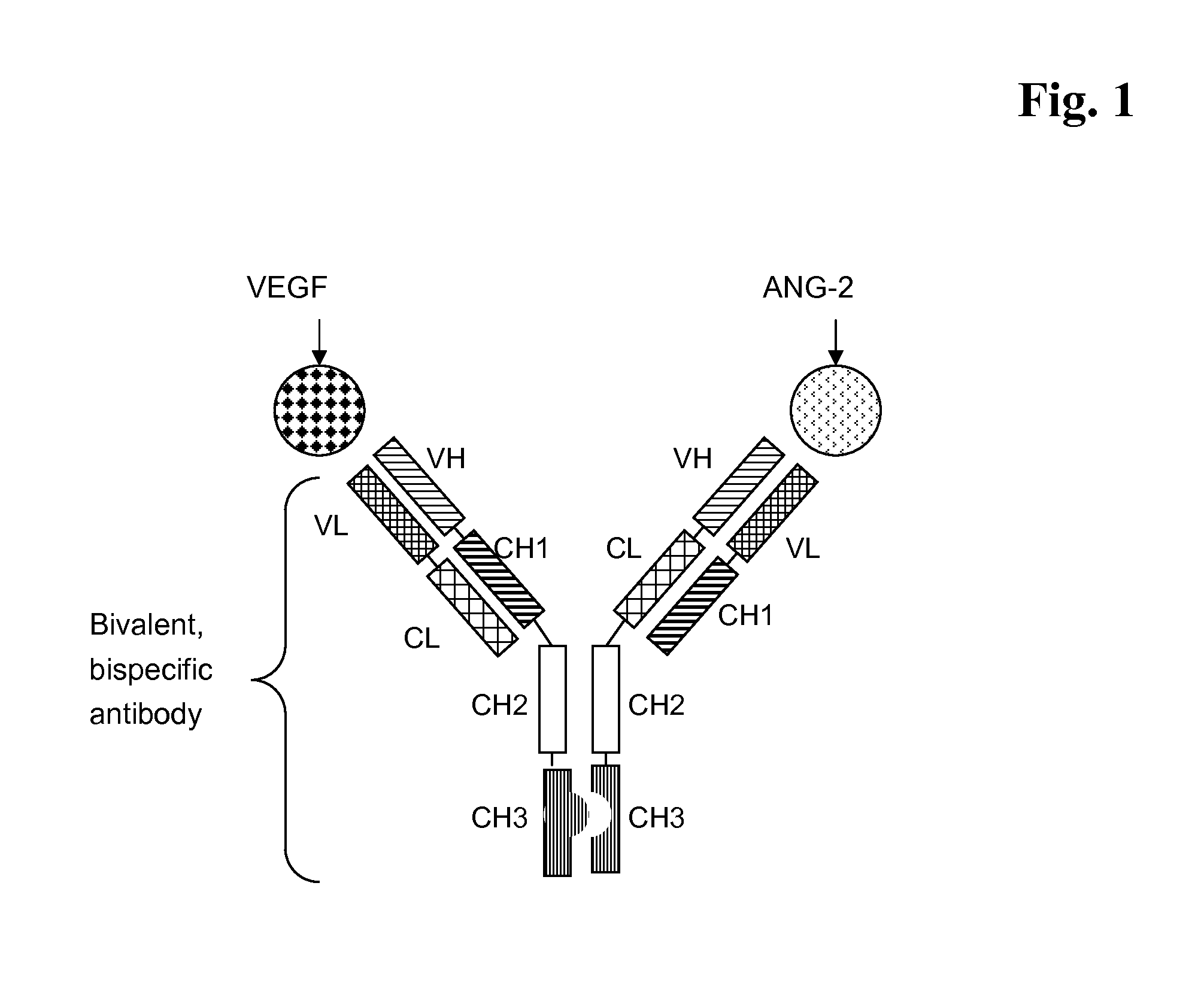 Bispecific, bivalent Anti-vegf/Anti-ang-2 antibodies