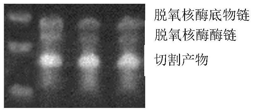 A high-salt-resistant colorimetric sensor based on zinc-based functional nucleic acid and its application