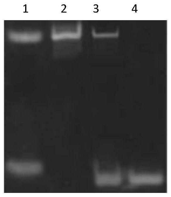 A high-salt-resistant colorimetric sensor based on zinc-based functional nucleic acid and its application