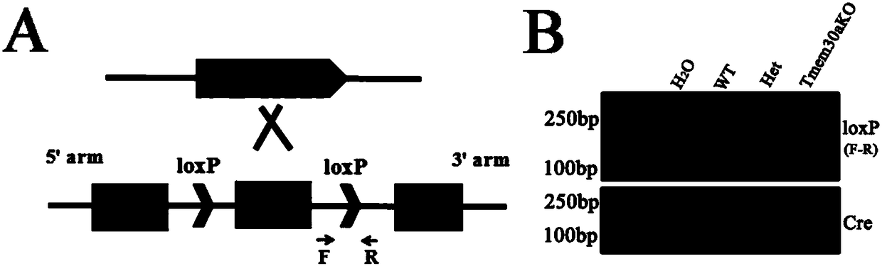 A construction method and application of an ataxia animal model