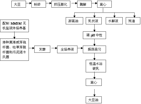 Demulsification method by soybean grease microbe extraction through aqueous enzymatic method