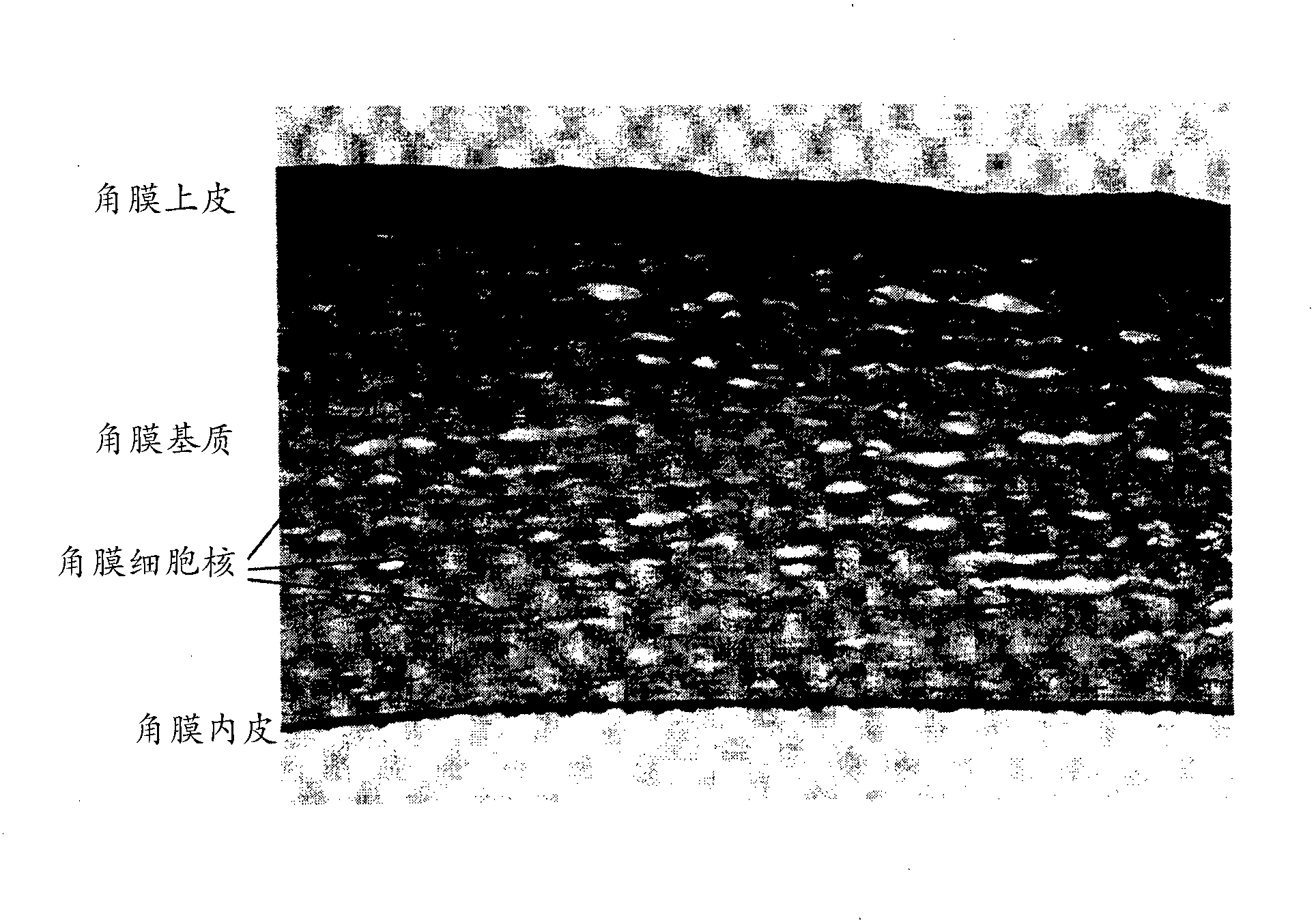 Lactoferrin sequences, compositions and methods of corneal wound treatment