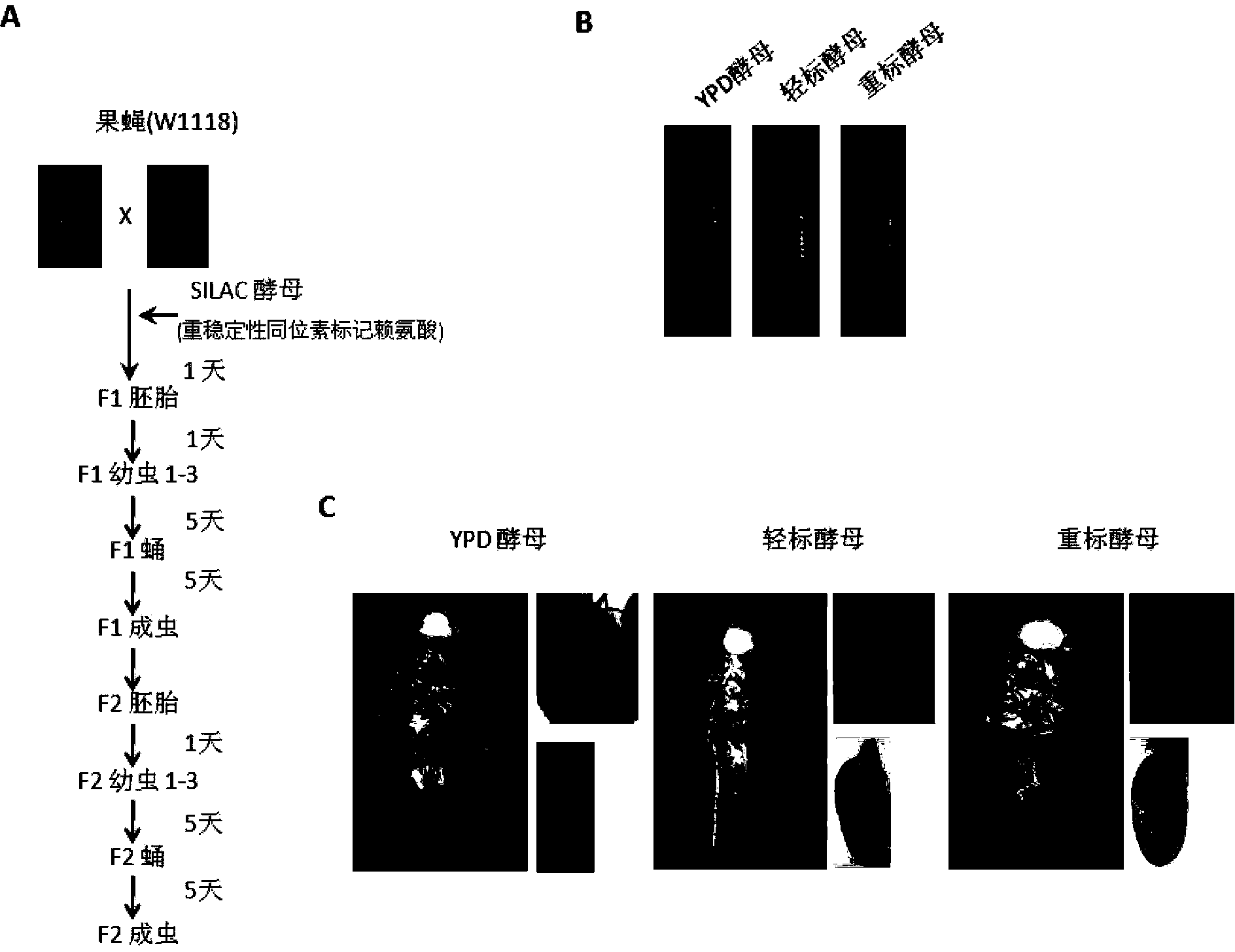 Method for integrally marking drosophila proteomes by using stable isotope labeling with amino acids in cell culture (SILAC) and special culture medium