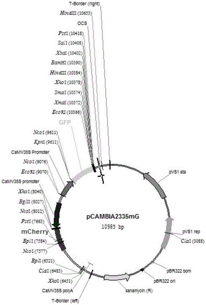 System for rapidly analyzing RNA (ribonucleic acid) functional element in vivo and application of system