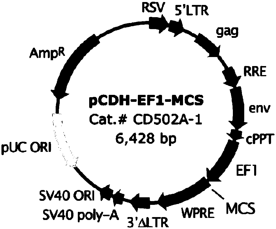 Lentiviral vector for preparation of CAR-T (chimeric antigen receptor T cells) as well as construction method and application of lentiviral vector