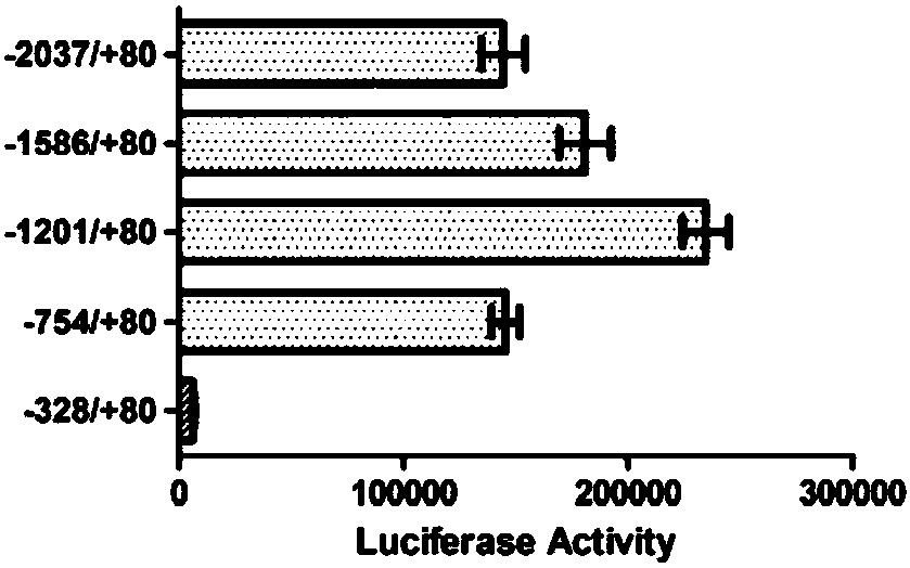 Lentiviral vector for preparation of CAR-T (chimeric antigen receptor T cells) as well as construction method and application of lentiviral vector