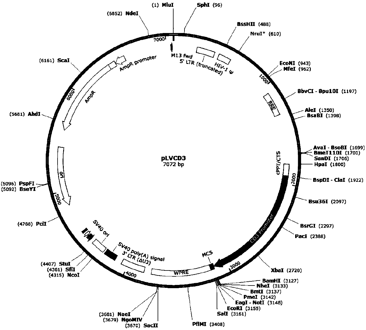 Lentiviral vector for preparation of CAR-T (chimeric antigen receptor T cells) as well as construction method and application of lentiviral vector