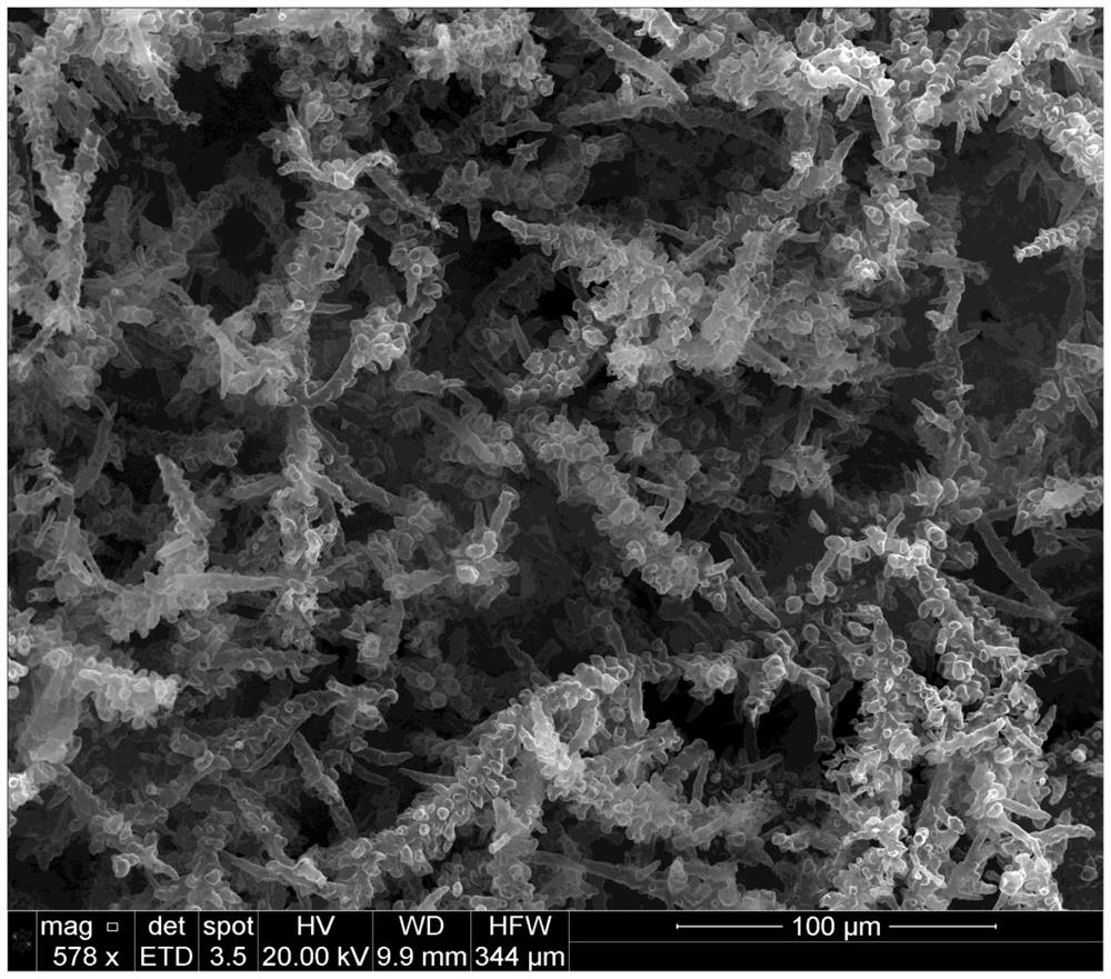 Self-supporting porous dendritic graphite foam, and preparation method and application thereof