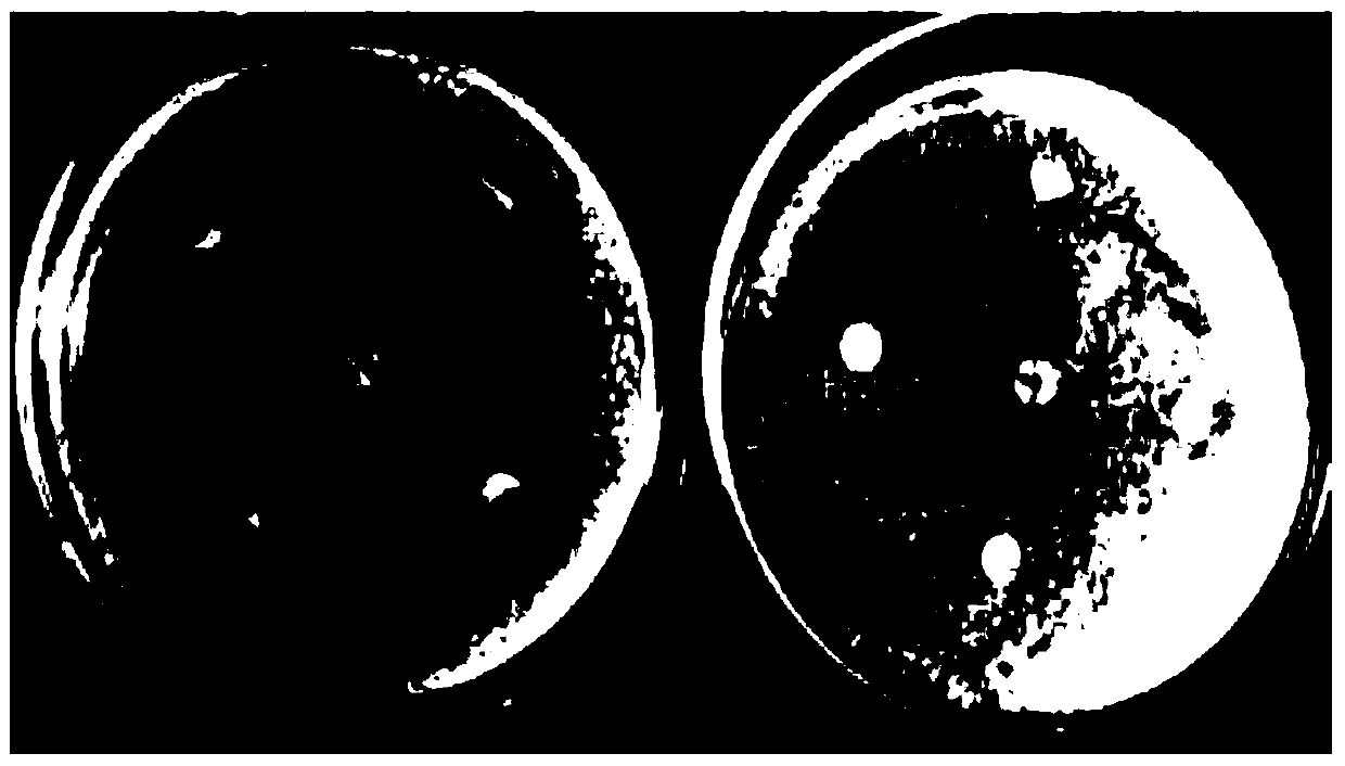 Durable bacteriostasis wash-free hand-washing gel preparation method thereof