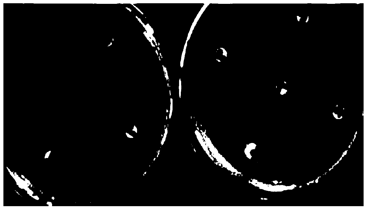 Durable bacteriostasis wash-free hand-washing gel preparation method thereof