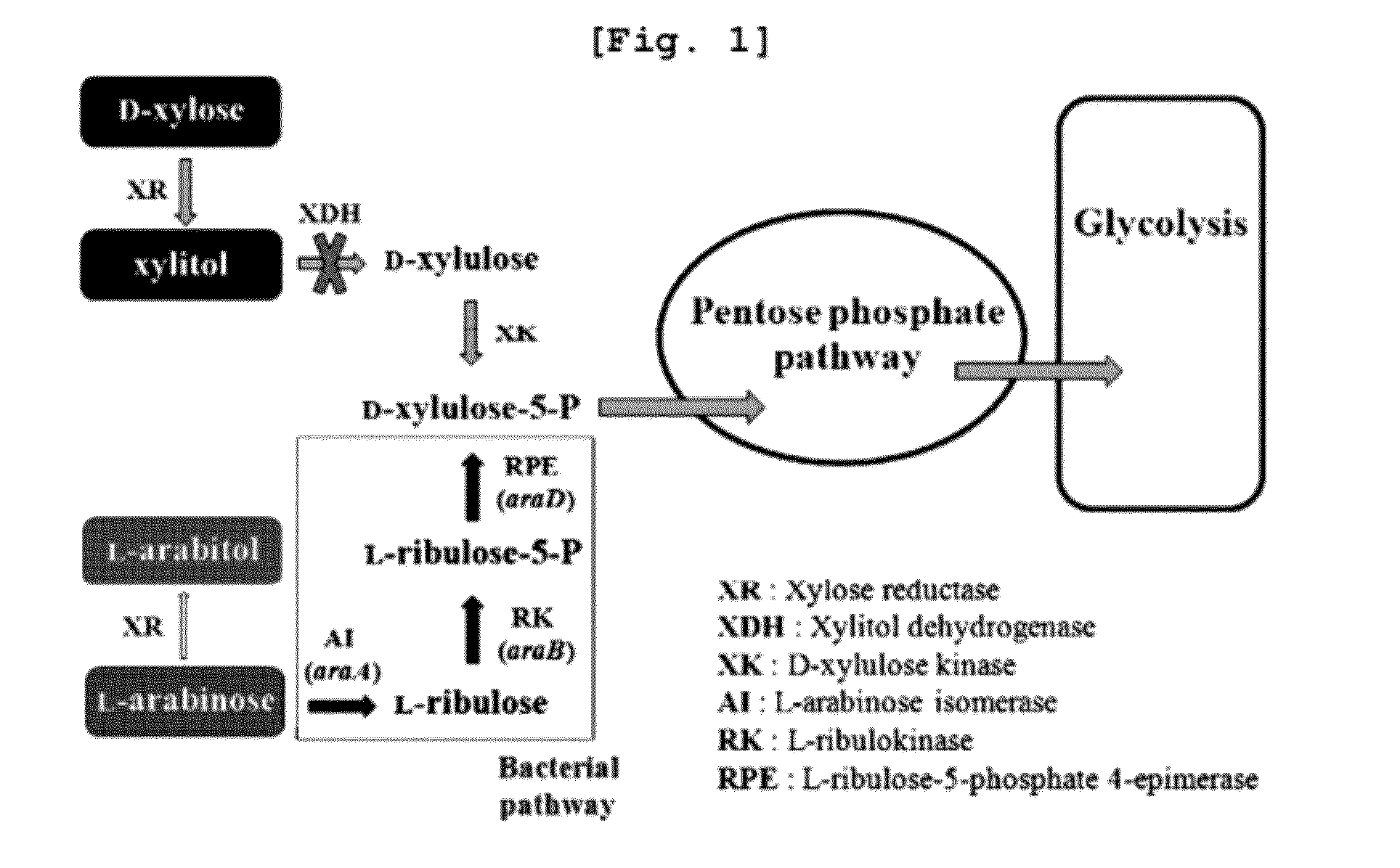 Xylitol Producing Microorganism Introduced with Arabinose Metabolic Pathway and Production Method of Xylitol Using the Same