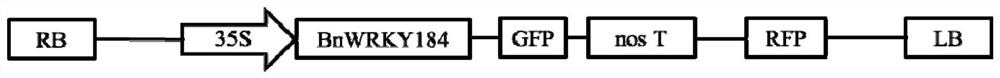 Rapeseed transcription factor bnwrky184, cloning method, vector, host cell and application