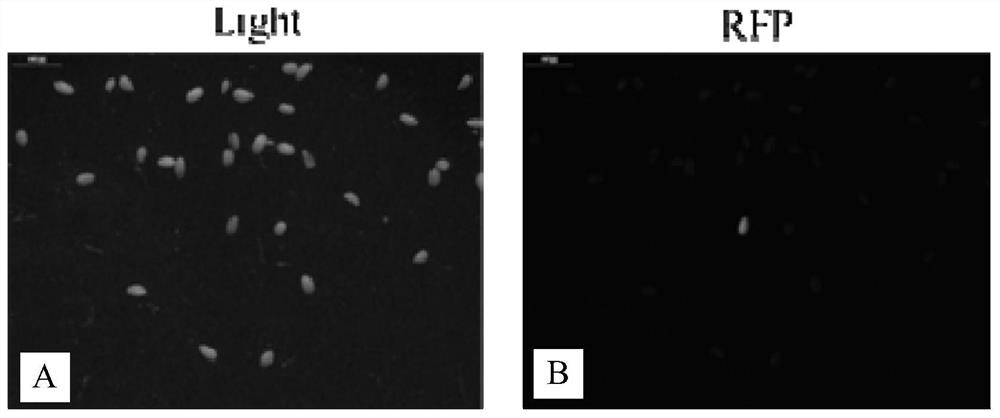 Rapeseed transcription factor bnwrky184, cloning method, vector, host cell and application