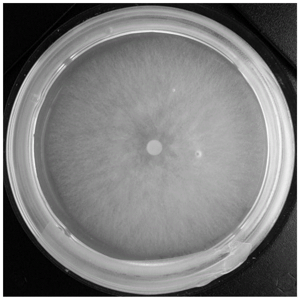 Method used for extracting cembrenediols from tobacco inflorescence