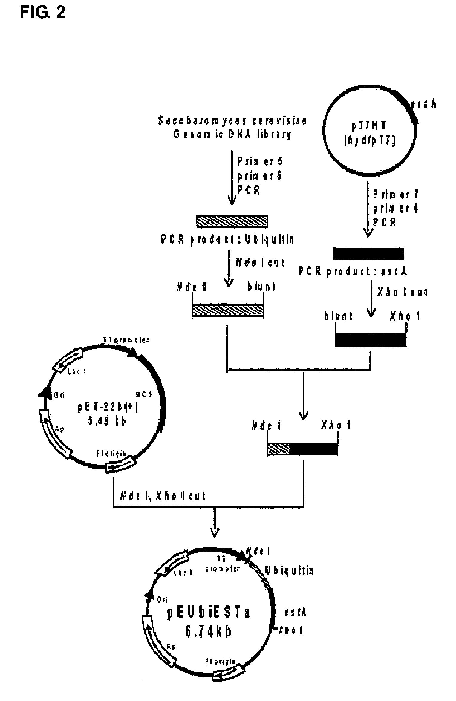 Esterase, its DNA, its overexpression and production of optically active aryl propionic acids using the same