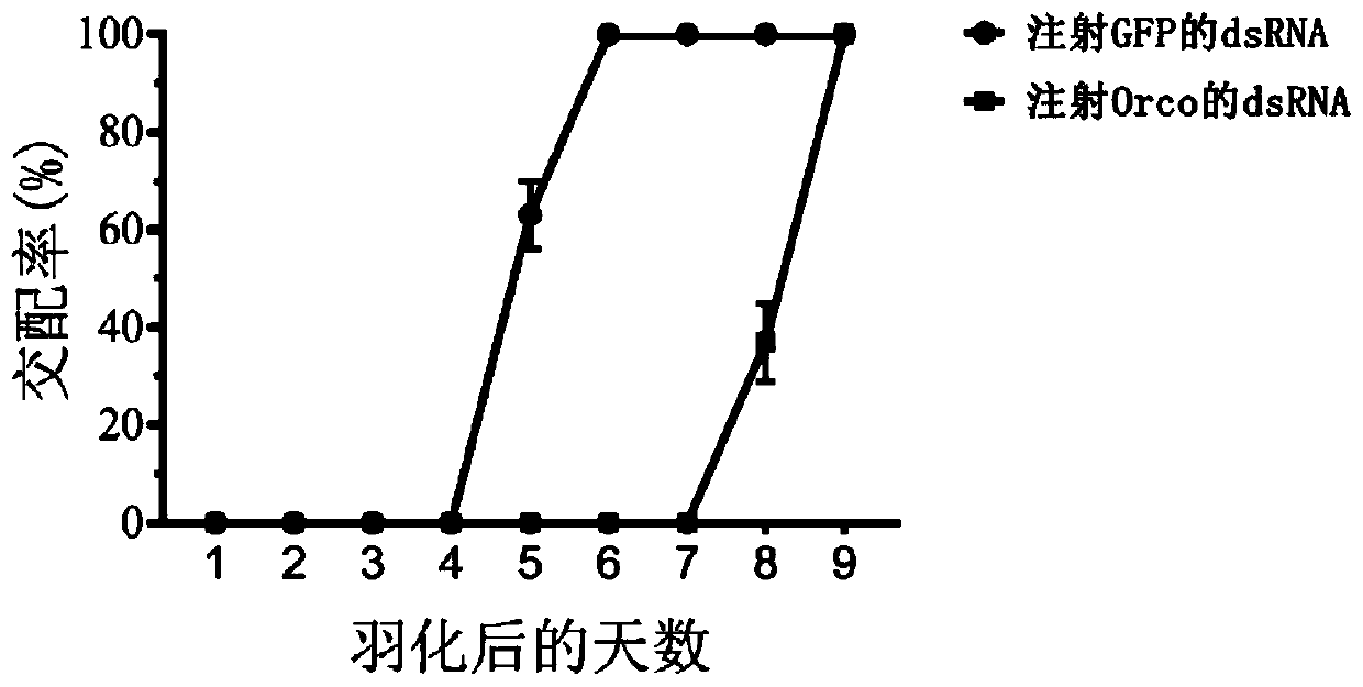 DsRNA designed based on Orco gene of periplaneta americana, and coding gene, preparation method and application thereof