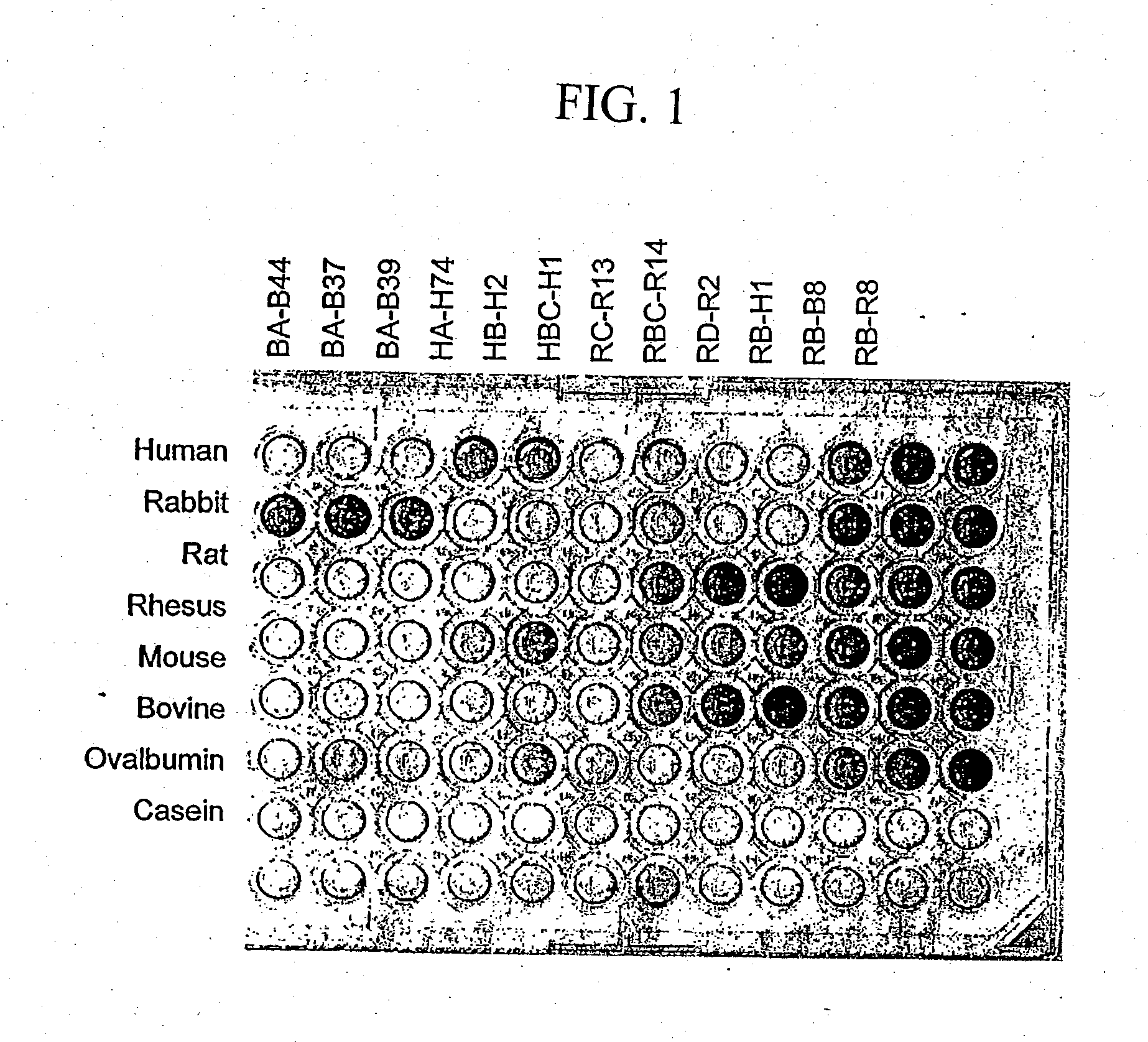 Serum albumin binding peptides for tumor targeting