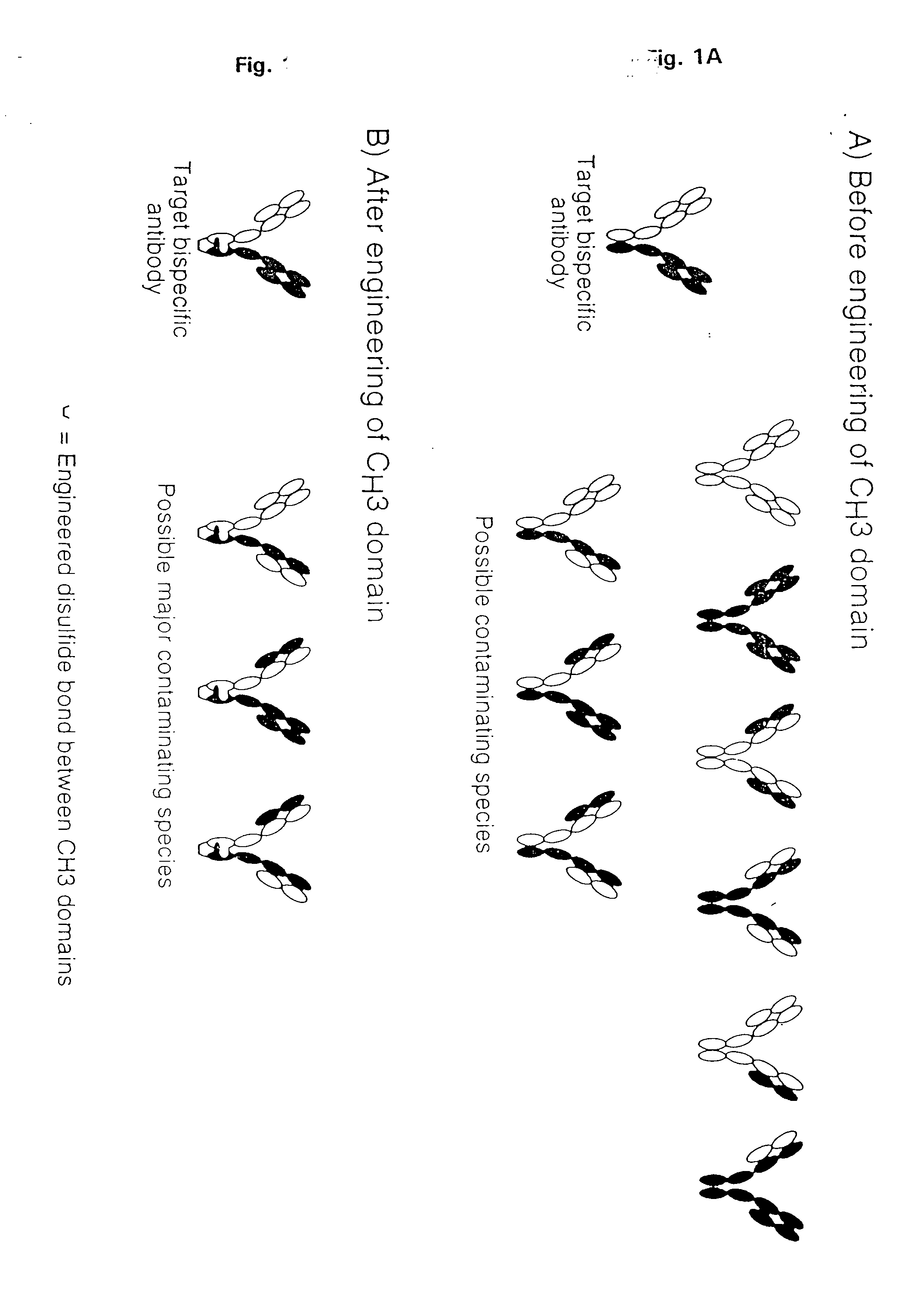 Method for Making Multispecific Antibodies Having Heteromultimeric and Common Components