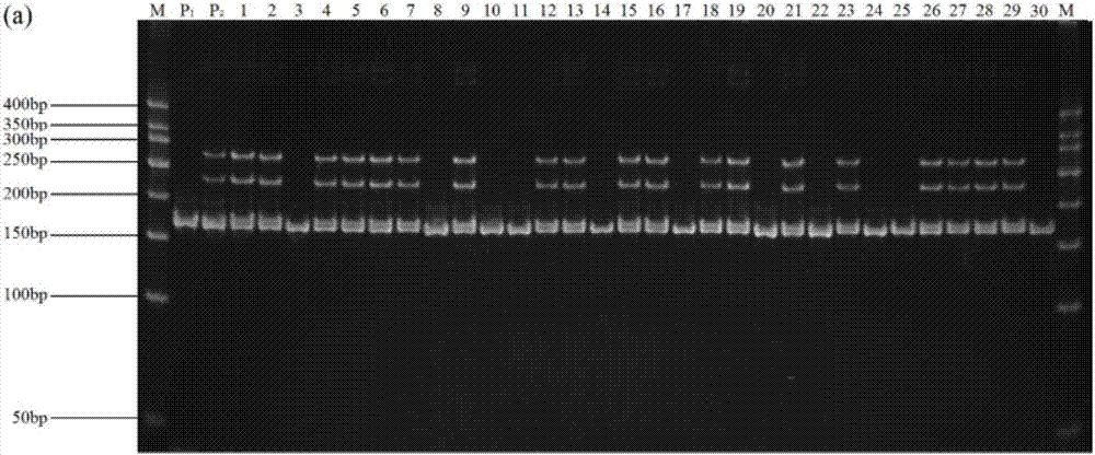 SSR (simple sequence repeat) molecular marker for detecting fertility of stamens of beta vulgaris and application of SSR molecular marker