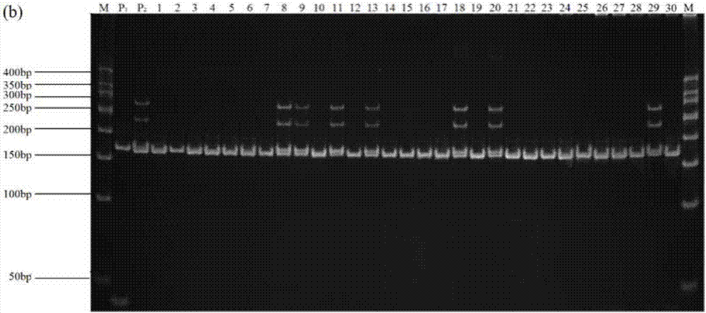 SSR (simple sequence repeat) molecular marker for detecting fertility of stamens of beta vulgaris and application of SSR molecular marker