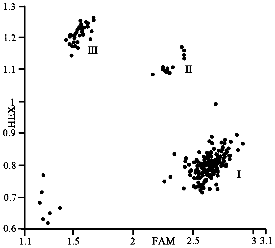 KASP primers for detecting cucumber bacterial angular leaf spot gene of and application thereof