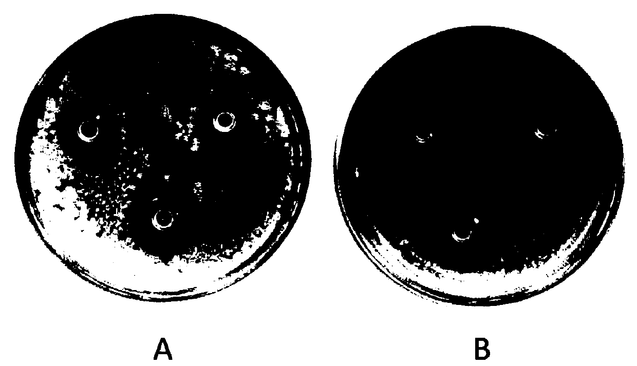 Egg cleaning and disinfecting method based on ultrasonic cooperated micro-nano bubble technology