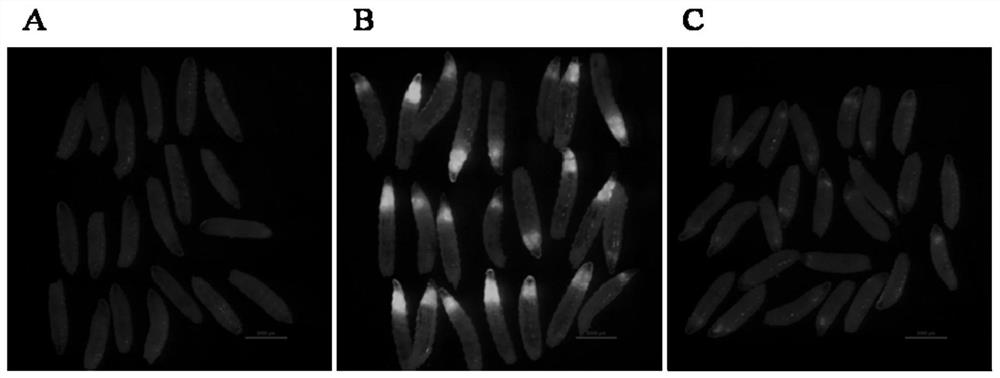 Application of drosophila melanogaster Hsp22 protein in preparation of anti-tumor drug