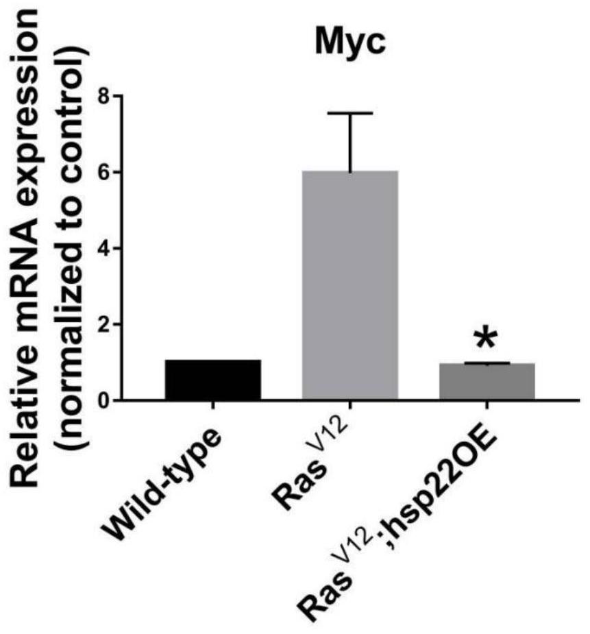 Application of drosophila melanogaster Hsp22 protein in preparation of anti-tumor drug