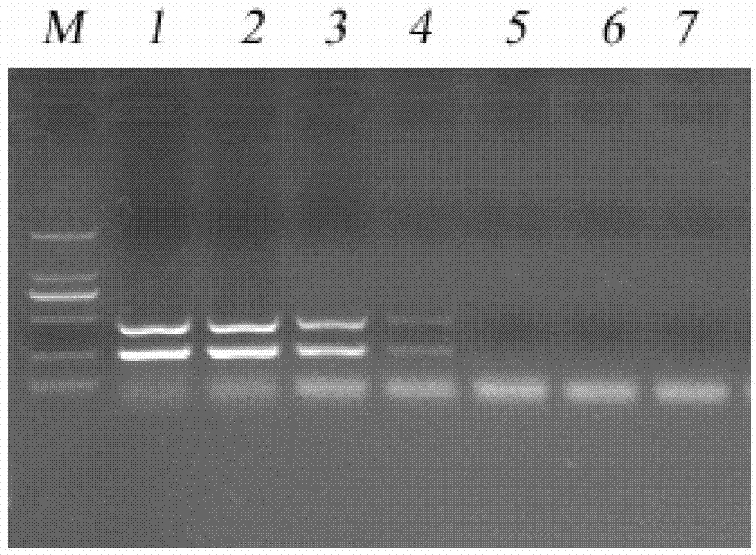 Double-PCR (polymerase chain reaction) method for detecting iridovirus of micropterus salmoides