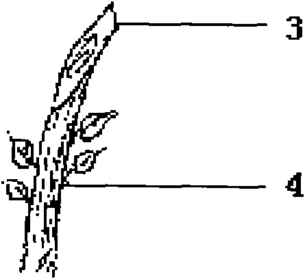 Graft modeling method of branches and ears of trees