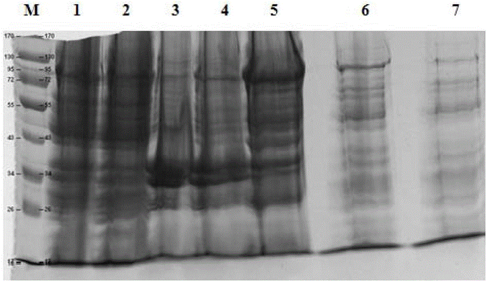 Purifying method of methicillin-resistant staphylococcus aureus MRSA recombinant protein vaccine I1C