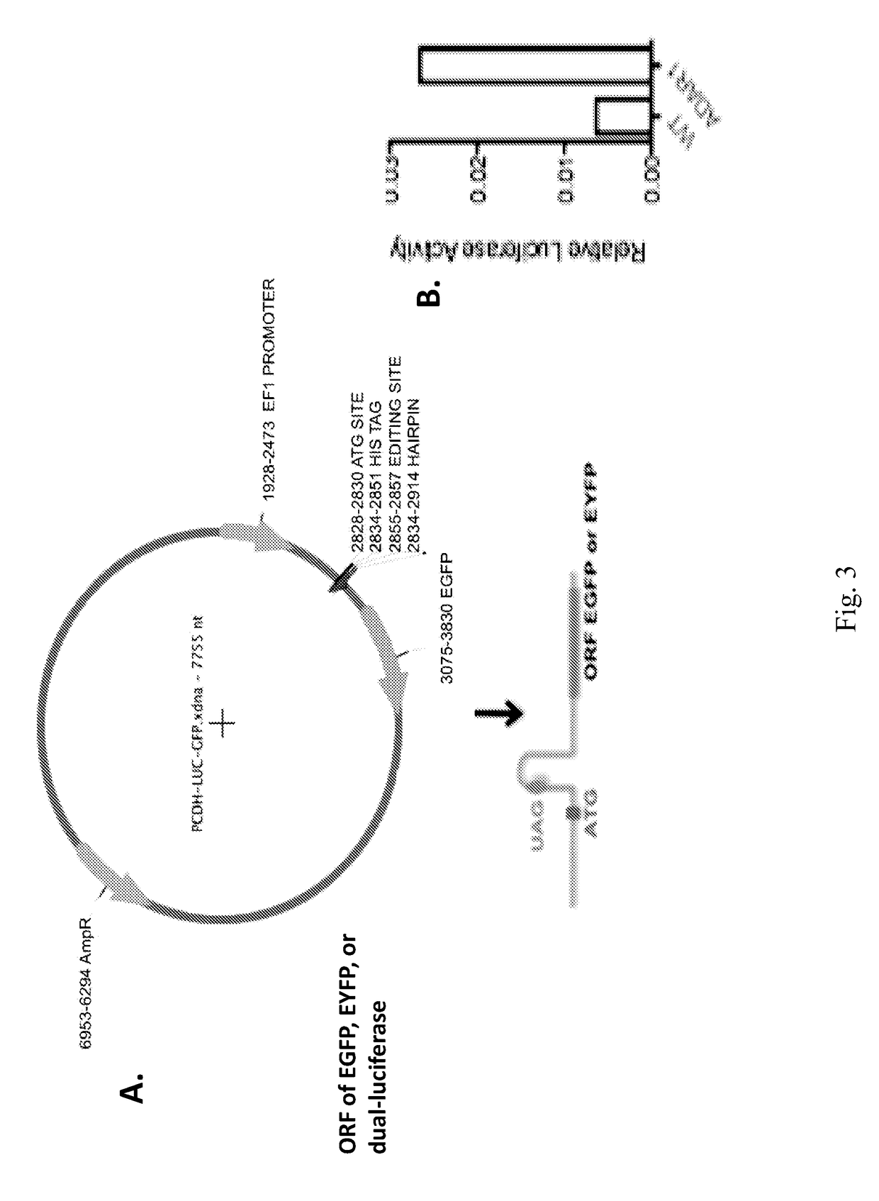 RNA editing biomarkers for diagnosis, pharmacological screening and prognostication in cancer