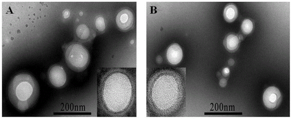 Polymer nanoparticles carrying water-soluble small peptide and modified by wheat germ agglutinin and preparation method thereof