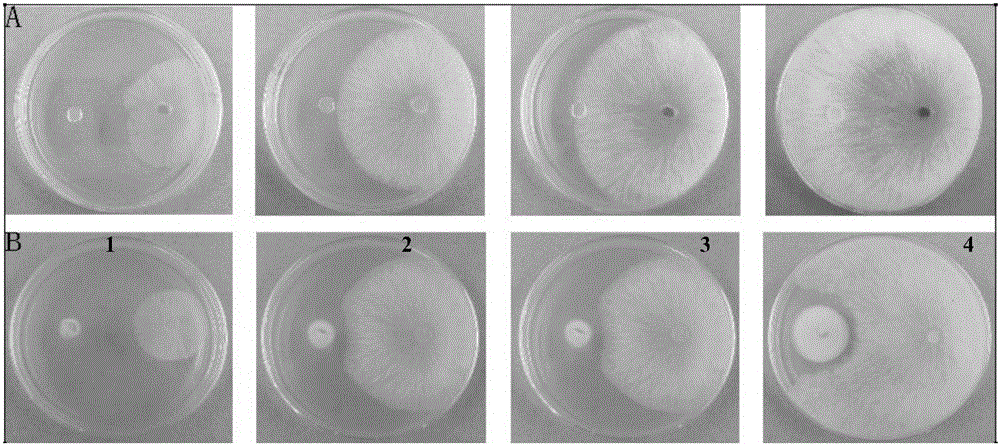 Talaromyces flavus Y28 and application thereof to prevention and control of fruit tree rotten disease