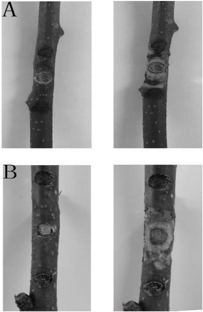 Talaromyces flavus Y28 and application thereof to prevention and control of fruit tree rotten disease