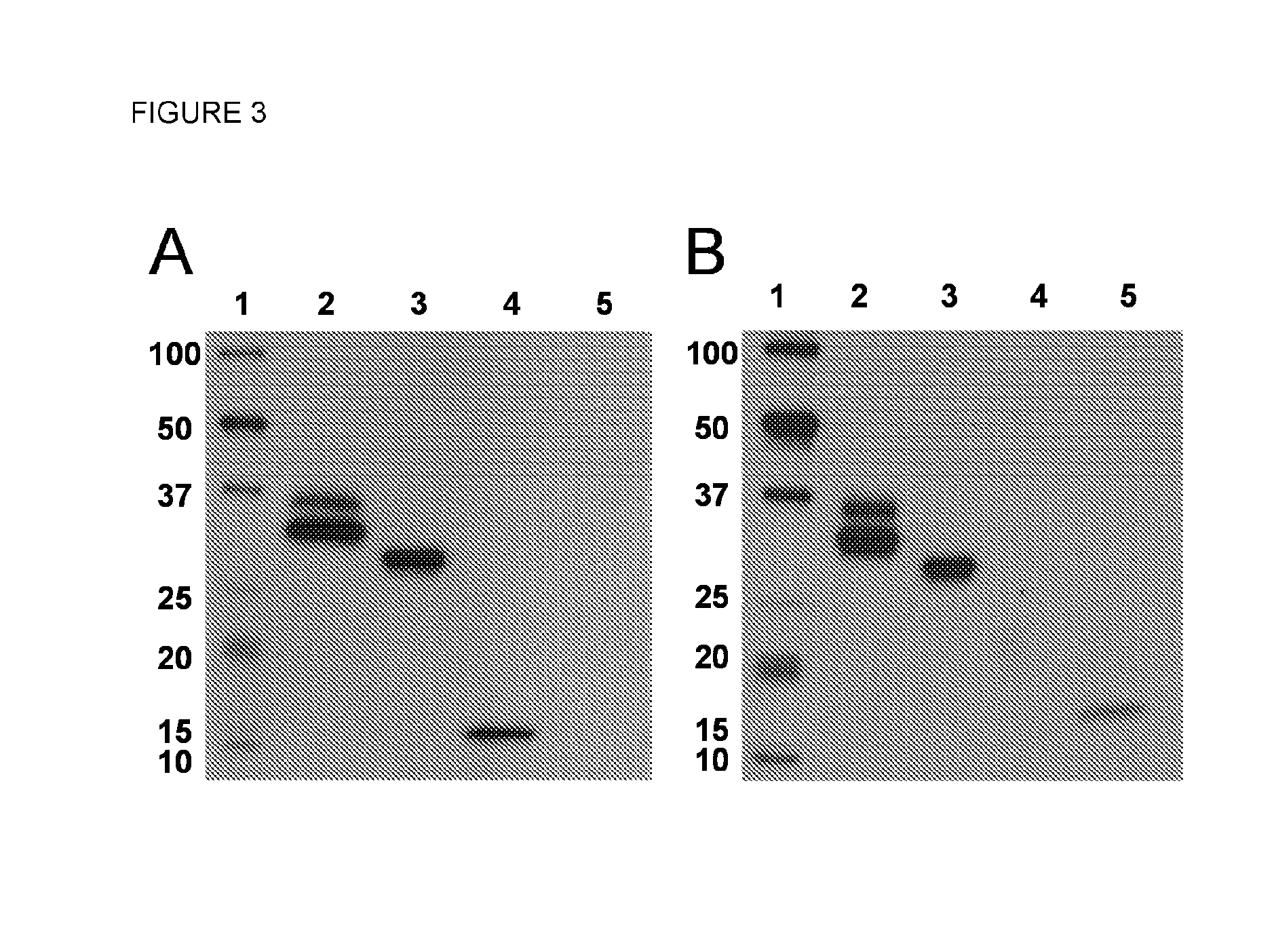 Fusion protein comprising an interleukin 4 and interleukin