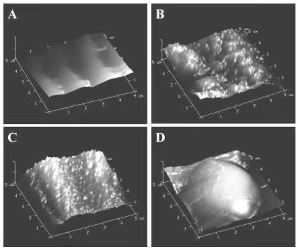 PEEK composite biological implant material loaded with BMP-2 gene slow-release coating and preparation method of PEEK composite biological implant material